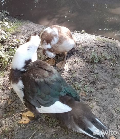 Селезни индоутки