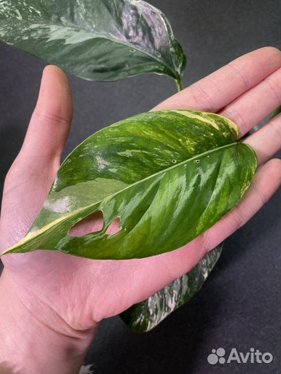 Эпипремнум пиннатум вариегатный