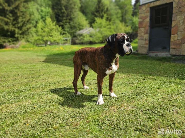 Боксер. Знакомство