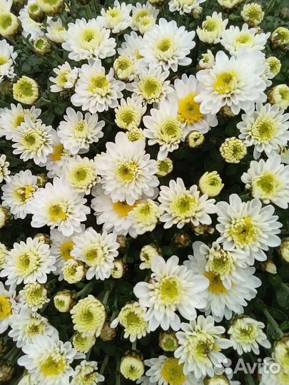 Хризантема