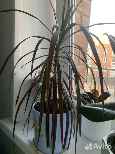 Пальма драцена