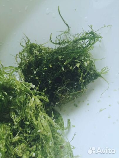 Аквариумные растения