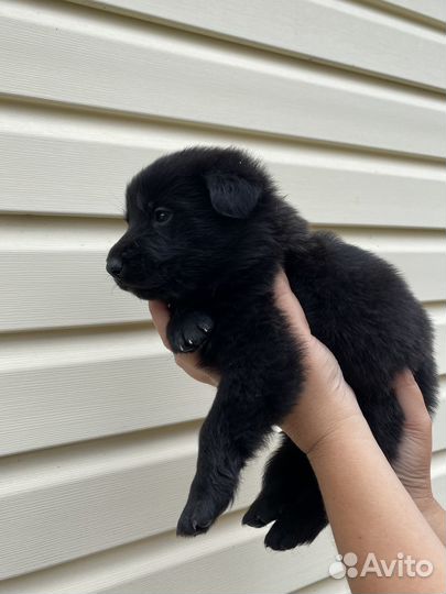 Щенки в добрые руки