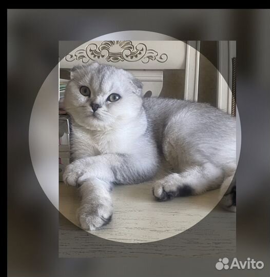 Шотландская