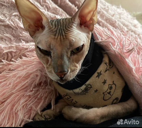 Сфинкс микровелюр