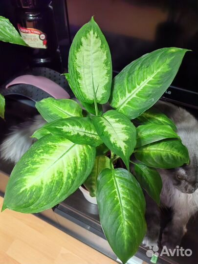 Дифенбахия камила