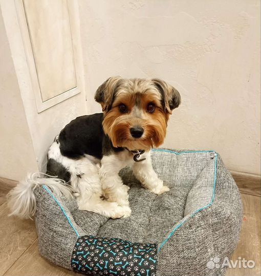 Бивер йорк вязка