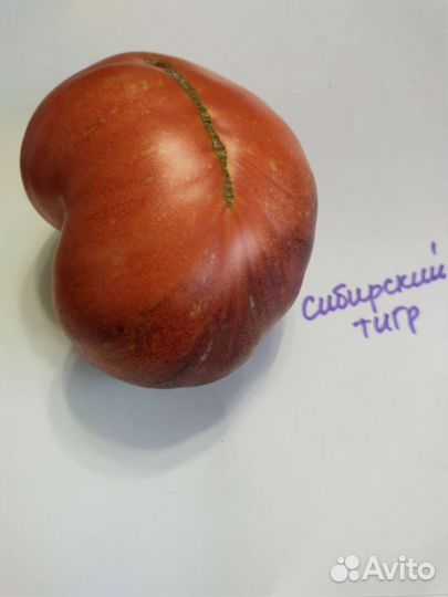 Семена сортовых томатов