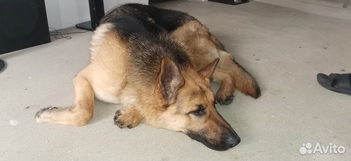 Вязка овчарка