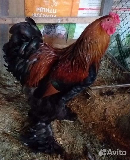 Петухи Брама,Кохинхин, Ухейиллюй,Китайская шёлк