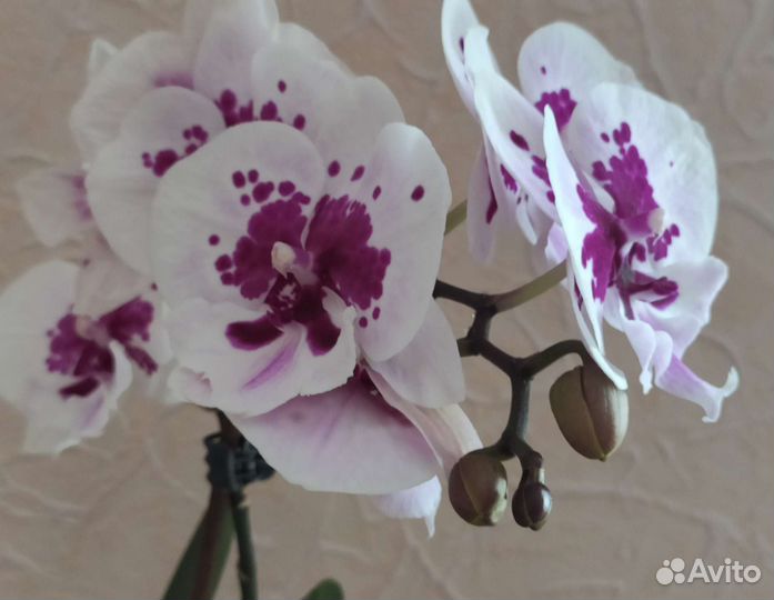 Орхидея фаленопсис