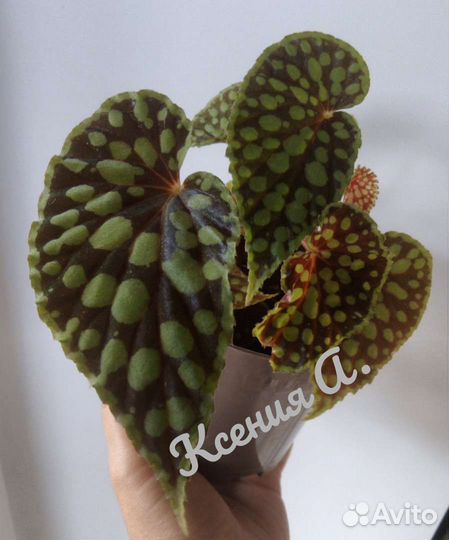 Бегония королевская