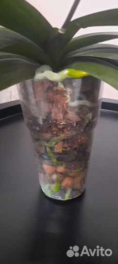 Орхидея фаленопсис мультифлора