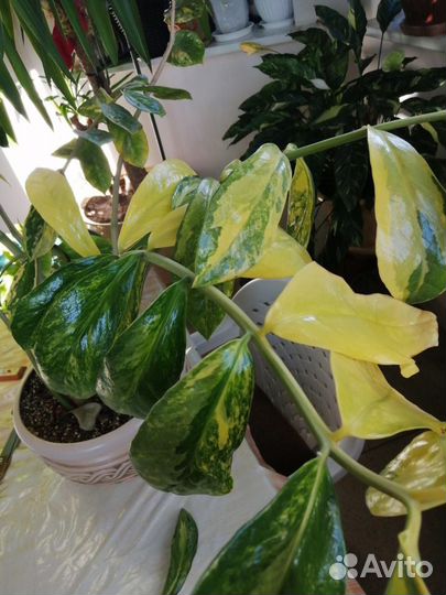 Замиокулькас вариегатный