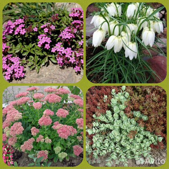 Растения для альпийской горки и рокария