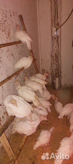 Индюшата биг-6