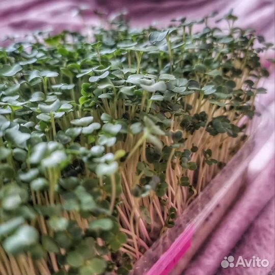 Микрозелень, Саратов