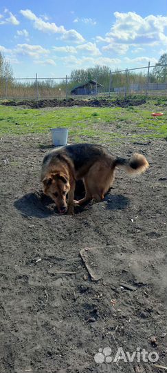 Умнейшая собака в поисках дома