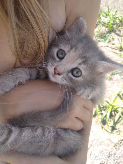 Котята в добрые руки бесплатно