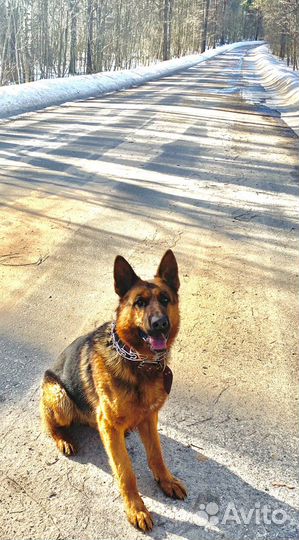 Овчарка вязка