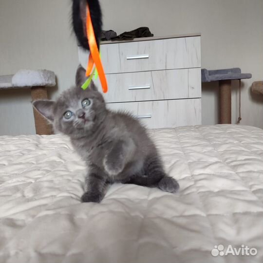 Котенок 2 месяца