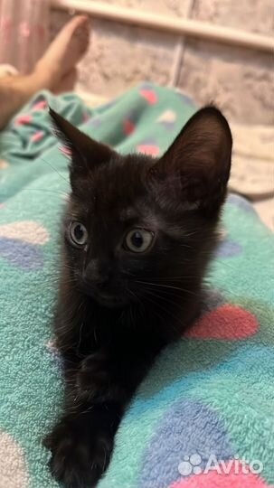 Черный котенок