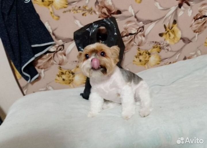 Йоркширский терьер