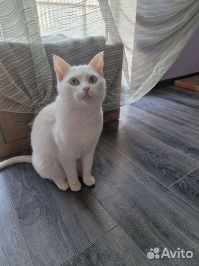 Ангорская кошка