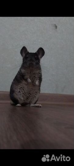 Шиншилла