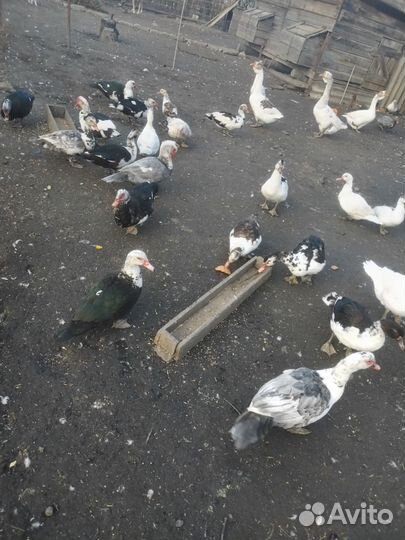 Индоутка мускусная утка