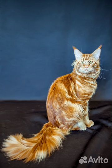 Мейн кун Вязка