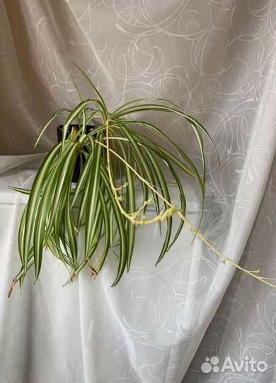 Хлорофитум