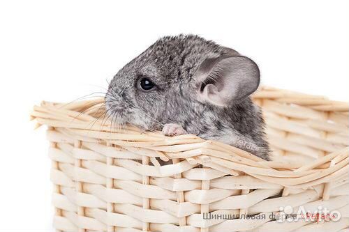 Шиншиллы окраса «Серый Стандарт» Grey