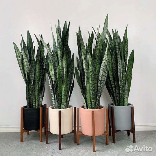 Сансевиерия классическая зеленая