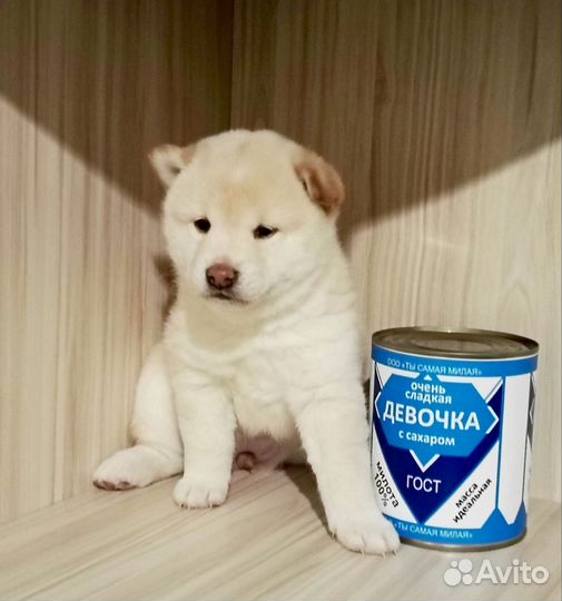 Сиба ину белый