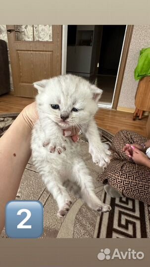 Шотландские котята
