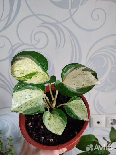 Комнатные цветы разные