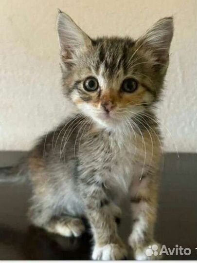 Котенок ищет дом