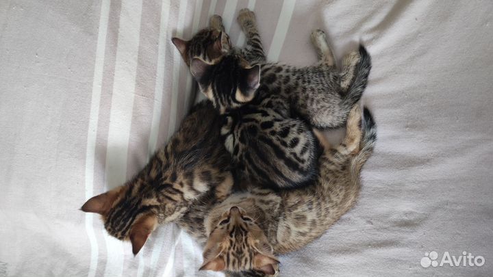 Бенгальская кошка