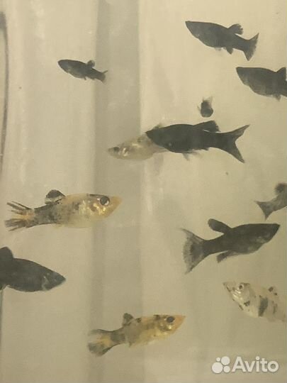 Рыбки моллинезии