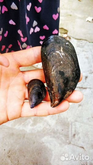 Мидии черноморские, Устрицы