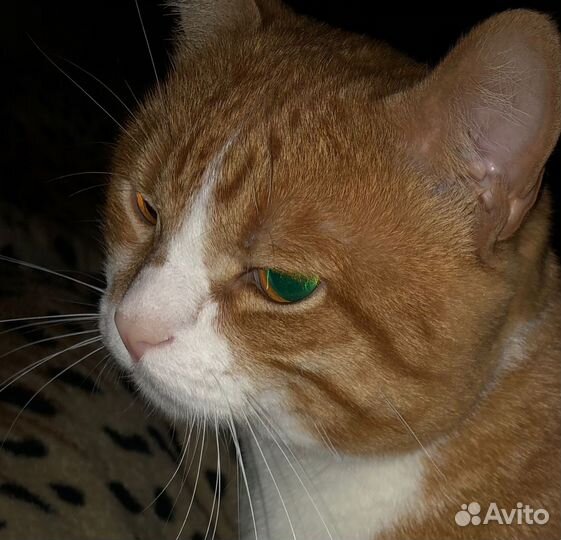 Вязка с котом