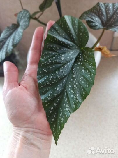 Цветок Бегония коралловая