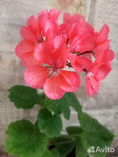 Пеларгония герань