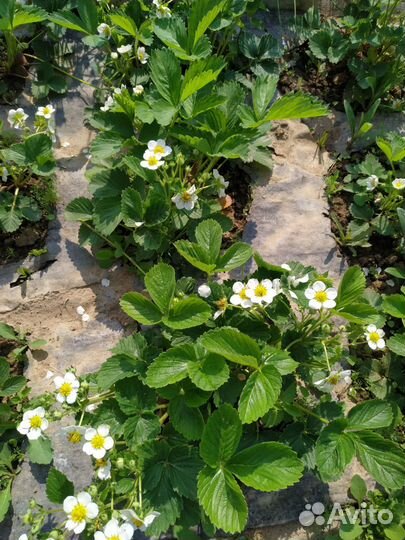 Клубника сорт Елизавета