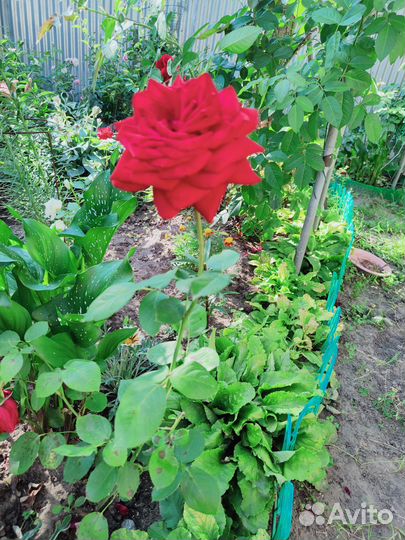 Собственно корневые розы