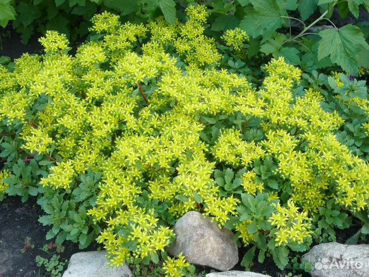 Примулы, седумы очиток, тюльпаны мускари,аллиум