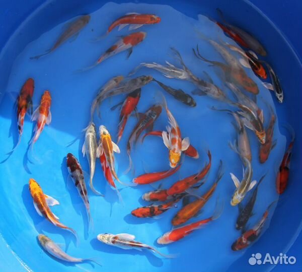 Карп кои. Профессионально. Консультации