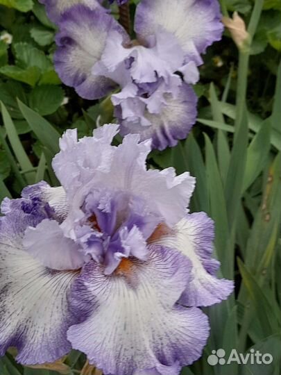 Ирис бородатый