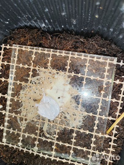 Энхитреус (гриндальский червь)